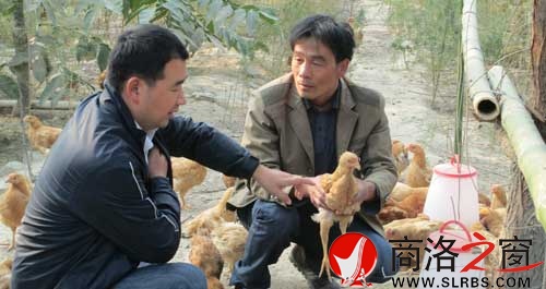 茹遠美（右）向副鎮(zhèn)長陳民生介紹養(yǎng)雞情況。