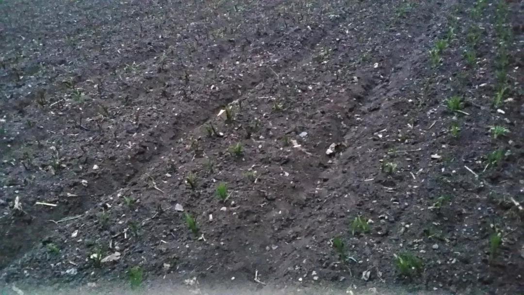 4一顆顆破土而出的中藥幼苗，為龍泉寺村帶來了新希望.jpg